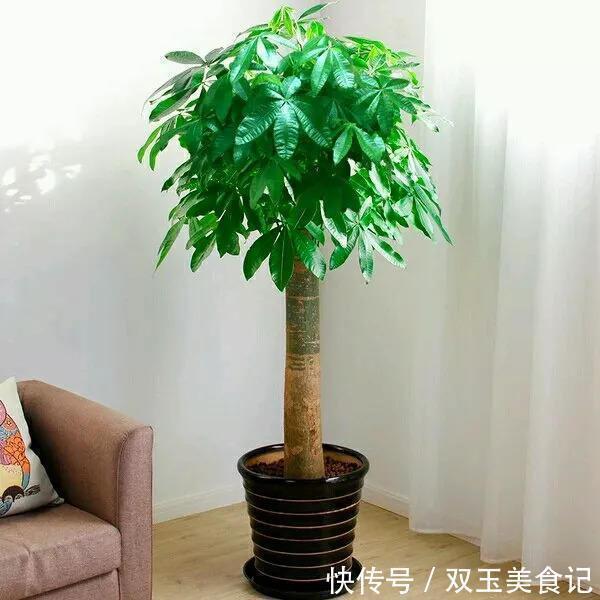 日子|4种“招财花”，家里各养1盆，旺运又招财，日子越过越好