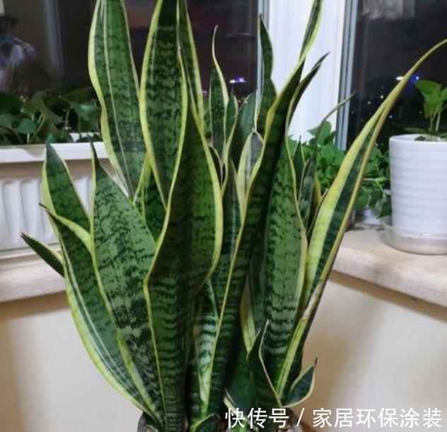 净化|3种花养了就爆盆,好养又便宜,家里空气好,比净化器管用