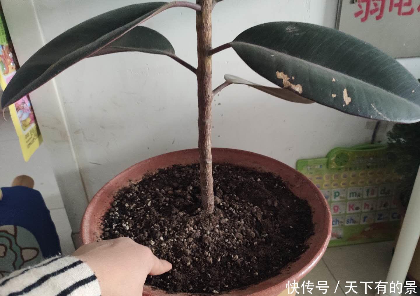 信号|养花,不懂4个烂根“信号”,不被你“养死”,还不知道原因