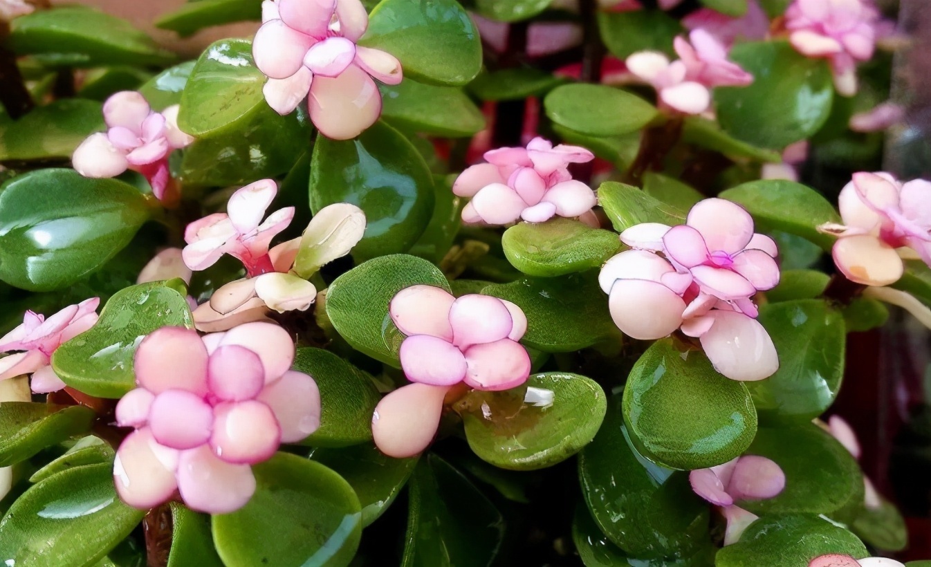 无论你多喜欢养花,都不要碰“3种花”,这都是养花高手被坑过的