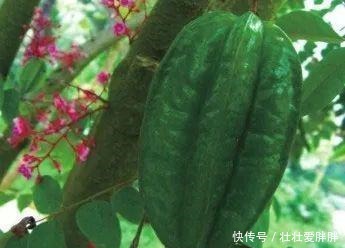 老茎生花,花儿竟不开在枝条上,此乃热带雨林特有的植物现象!