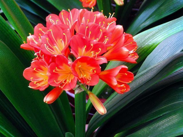 养护|天冷了,3种花别“急着”搬进屋,在外“冻一冻”,开花又多又艳