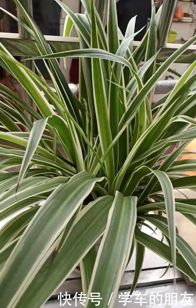 4种花爱喝啤酒,半个月给它喂1盅,越喝叶子越绿!