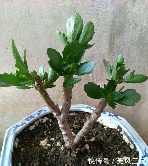 砧木|长寿花教你一招,老桩来的快,开的花也多,现在养护正当时