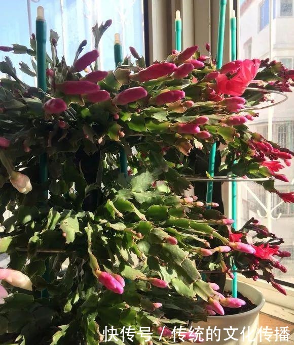 十一前后养3种花,冬天能看雪赏花!十一前后养3种花,冬天能看雪赏花!