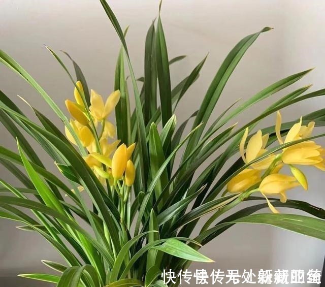 花卉|建议夏天遇到此兰花,别手软,多买些,能让你“清凉一夏”!