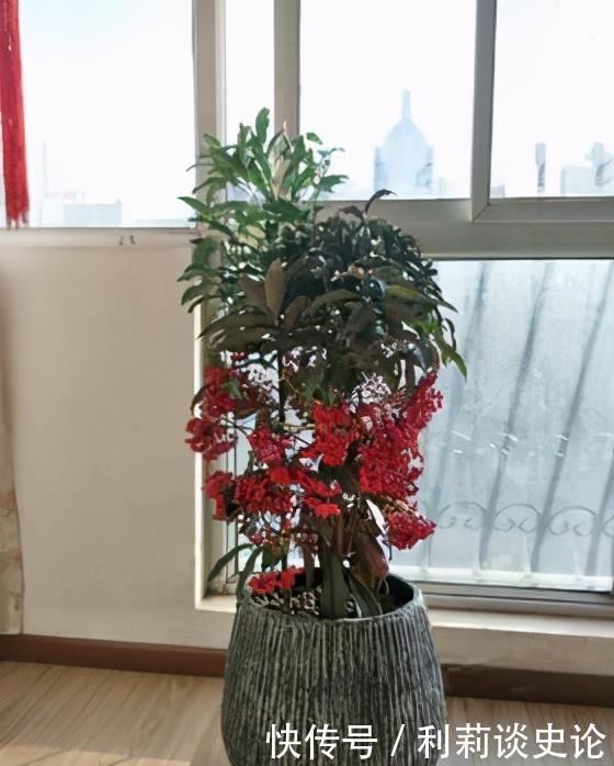 红彤彤的年宵花，吉利的大盆栽，一招做不对，稀里哗啦黄叶子