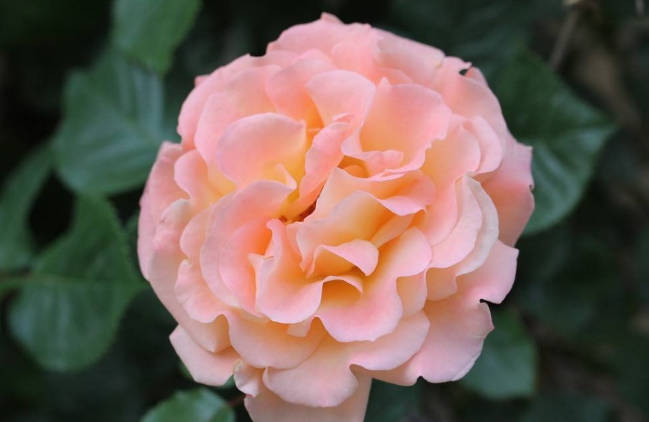 养护月季，还用黄豆水试试这“2种肥”，开花又大又漂亮