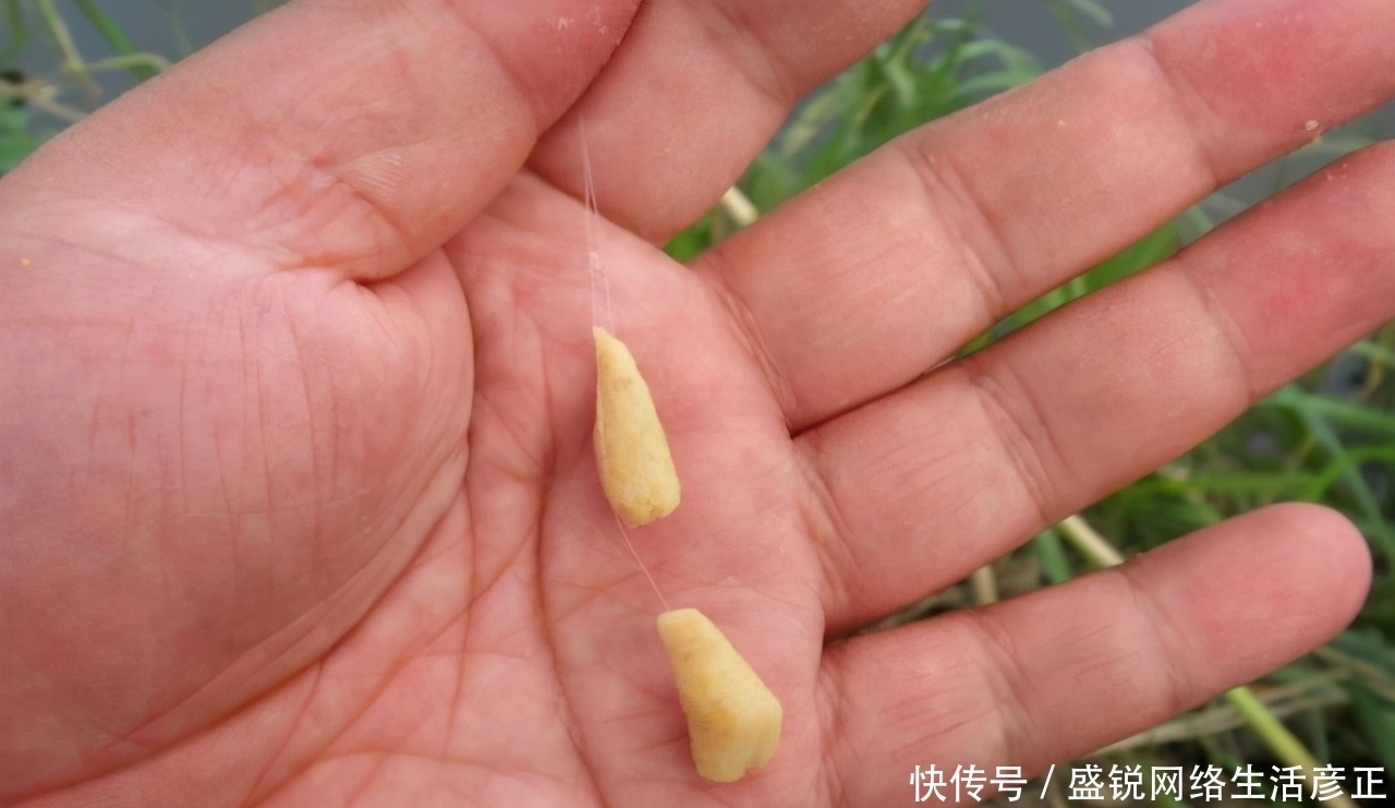 蓑笠哥|初夏饵料攻略,浓腥已不可取,附上简单通杀饵料配方