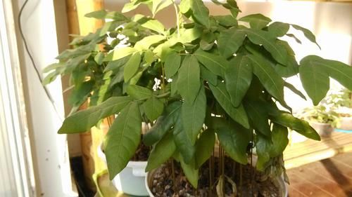 养花，米醋还含有发酵的有机物，对浇灌植物非常有好处