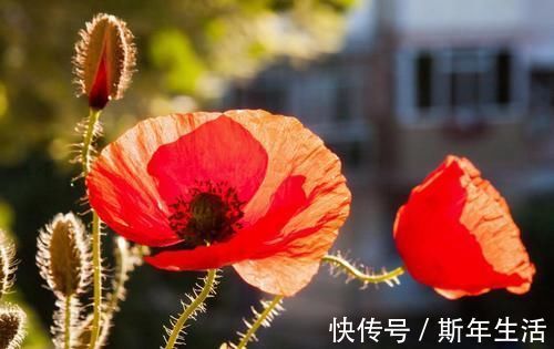 捡拾2种树皮回来养花，花盆里埋1点，不烂根、不黄叶，长的旺