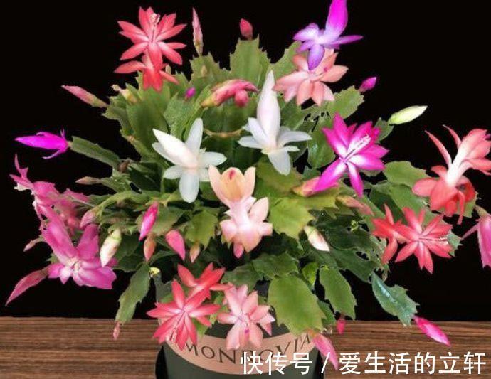 蟹爪兰花|家里阳台必养此款花卉，耐寒易打理，空气清新，比啥都强！