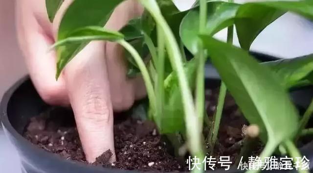 一招教你把旧土变新土，再也不用花钱买营养土种花了