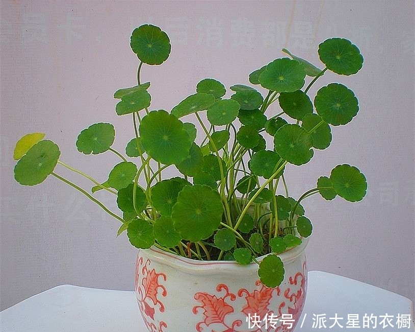 铜钱草好看,但好多人不知道怎么种植,快快收藏吧