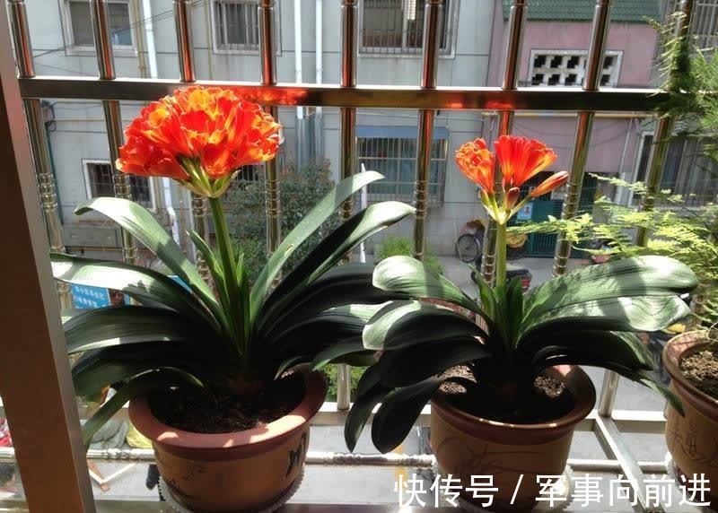 成龄|君子兰冬天要“富养”，2个基础，四个关键，做好就能开大花