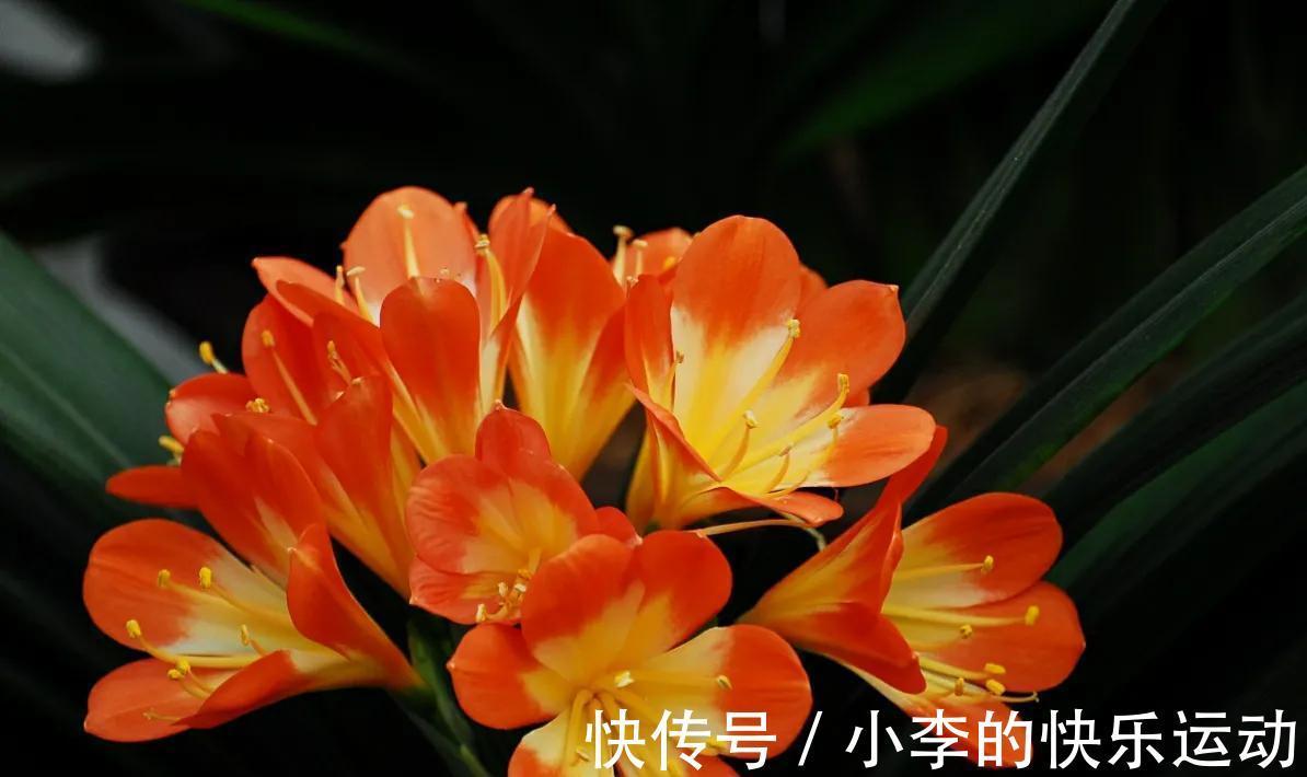 冬季君子兰“夹箭”,4点是关键,做好后让君子兰开花不难