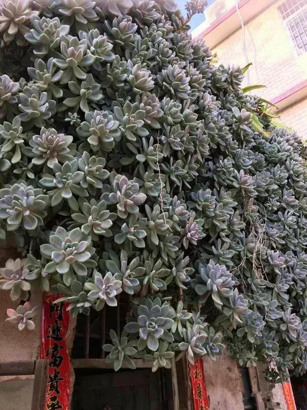 5种多肉“养不死”,1个月不浇水照样爆盆,5年养出“大老桩”