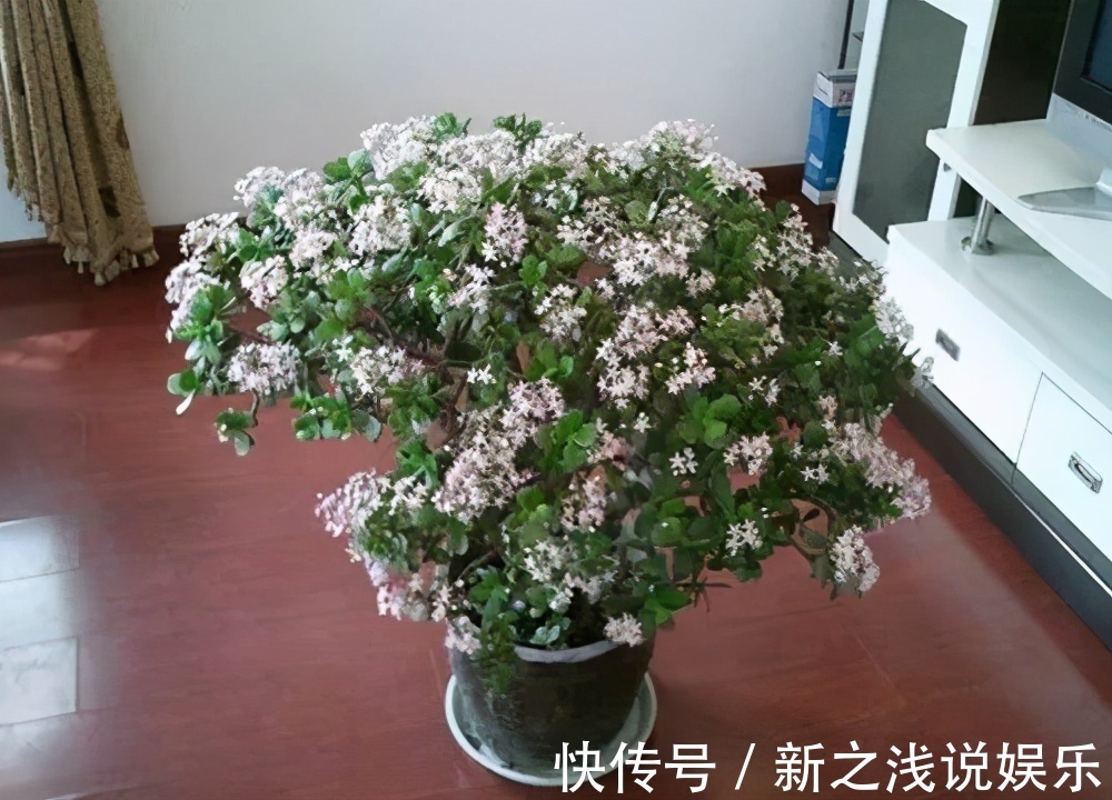 富贵竹|建议爱花人：4种花，加起来不超百元，却有好寓意