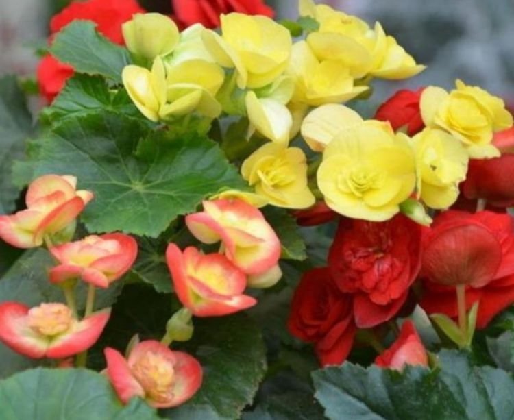 阳台养花,不妨养这3款植物,给点阳光就灿烂,花开满盆!