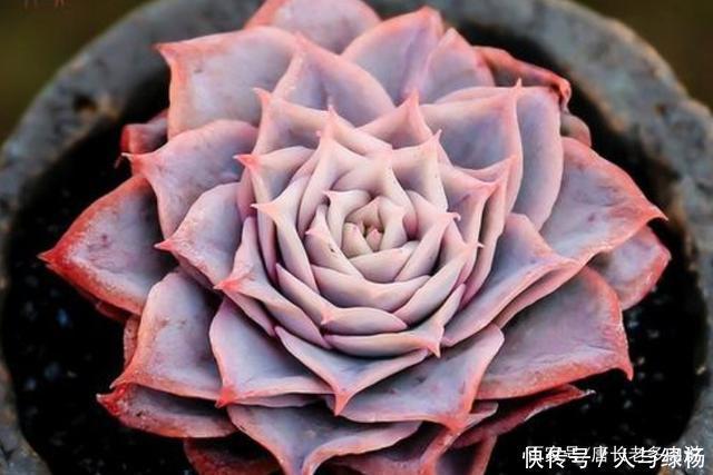 玫瑰女王和女王玫瑰两种多肉虽只是名称颠倒,但形态却有天壤之别