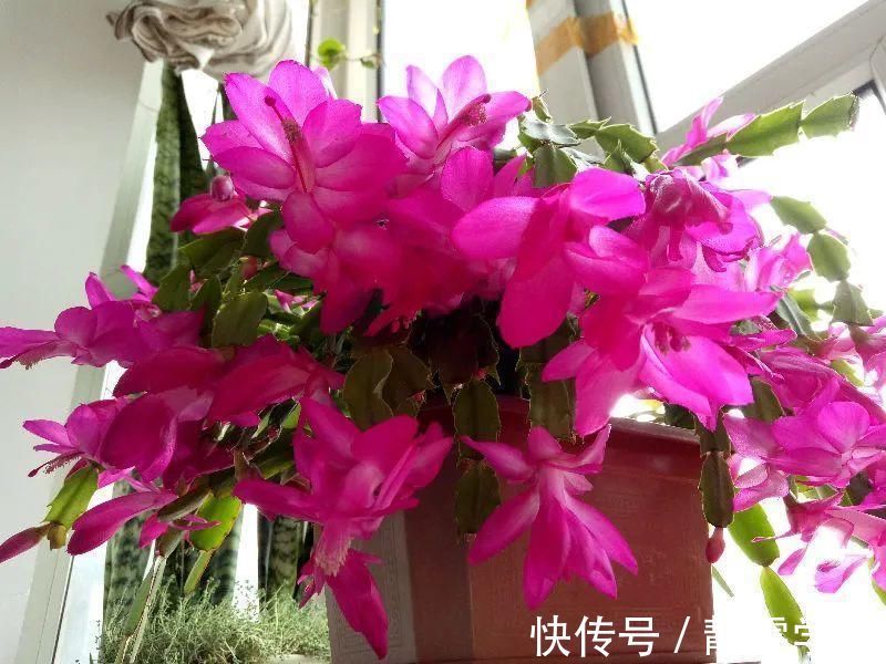 叶子|养护蟹爪兰,要注意8个要点,才能开出仙气飘飘花