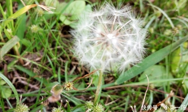 蒲公英加上4物，若能坚持每天喝点，补气排毒，