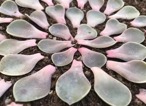 “养多肉需多晒太阳、少浇水？”大错特错，这3阶段正好一反