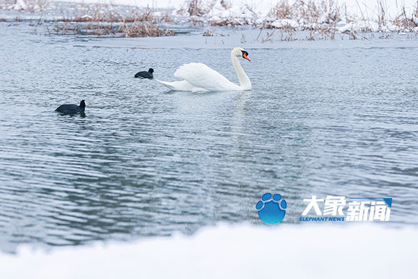 雪中的天使|图集| 雪中的天使