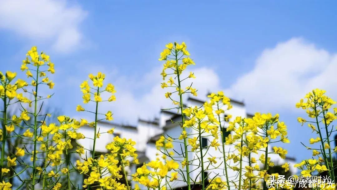 22℃的成都 7个油菜花地点 就近选择