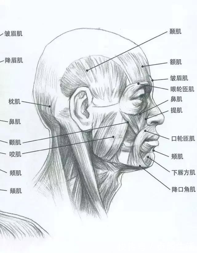 形体@画不好素描头像?那你需要好好看下这篇文章