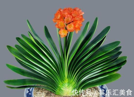 盆地|养花,啤酒可以去除土壤中的碱性,提高土壤颗粒的活性