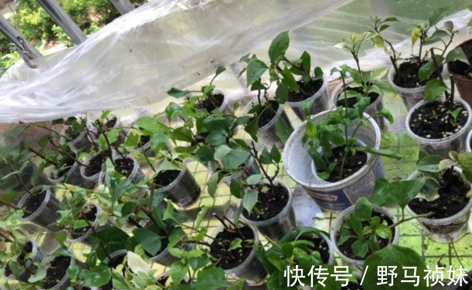 扦插三角梅,小花匠教你个“诀窍”,成活率超高,再也不怕不生根