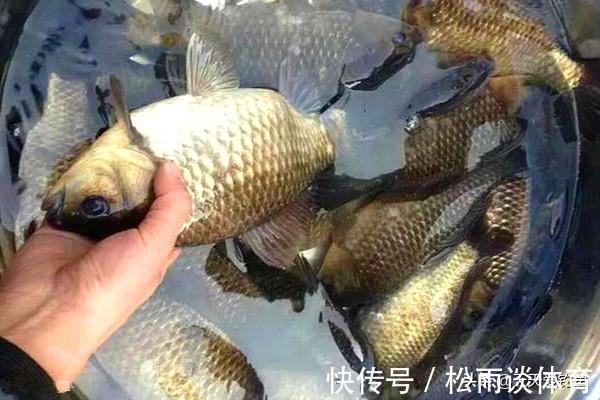仲秋|初秋钓大鲫鱼,就用这四款饵料,小鱼不沾,对大鲫鱼有奇效