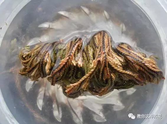 逛街碰到2种花,再喜欢也别买,买了就上当,根本活不了!