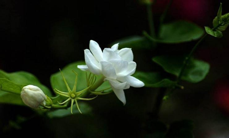 盆栽茉莉春季怎么换盆好,做好此几点,让你养的花开满盆