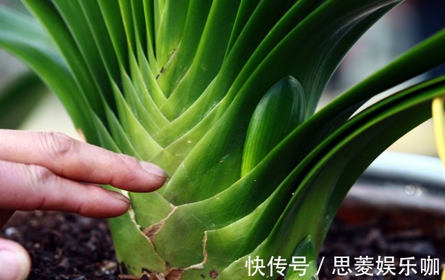 叶子|君子兰有3个症状,及时处理,否则花期不开花