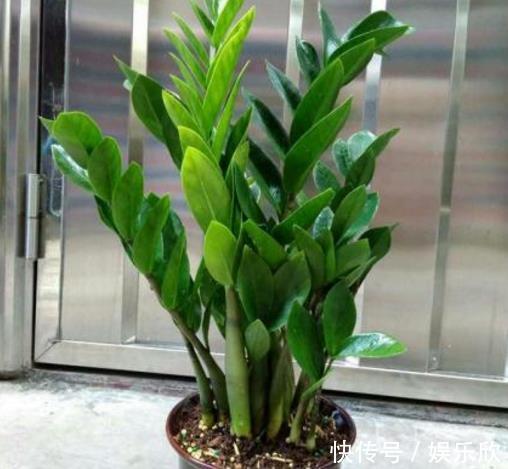 平安树别养了,往客厅养“此种树”,既好看,又招财运,值得养!