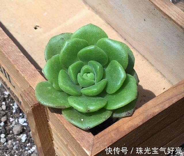 土壤|家养这3种贵货多肉,学会这几种养护技巧,轻松开满盆