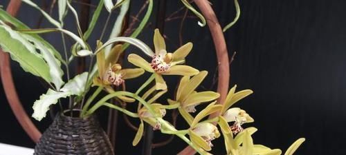 兰花叶片有黑斑，用上一点粉末，让它快恢复，平常使用能预防