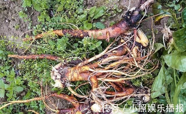 叶子|此物俗称“牛舌菜”，根价值不输人参，河边就有，遇见带走