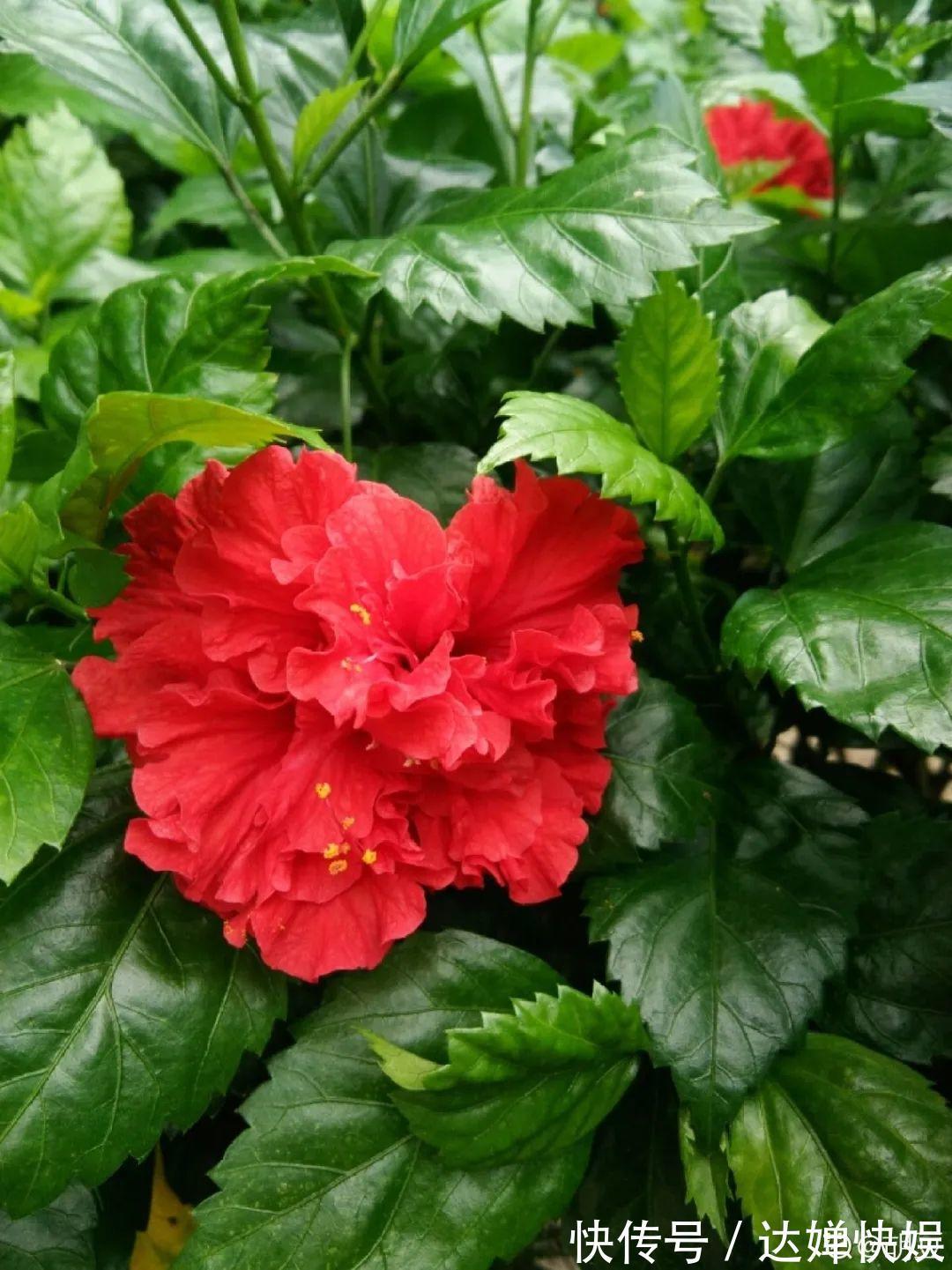 20种花,春天打开小机关,开花提早半个月!