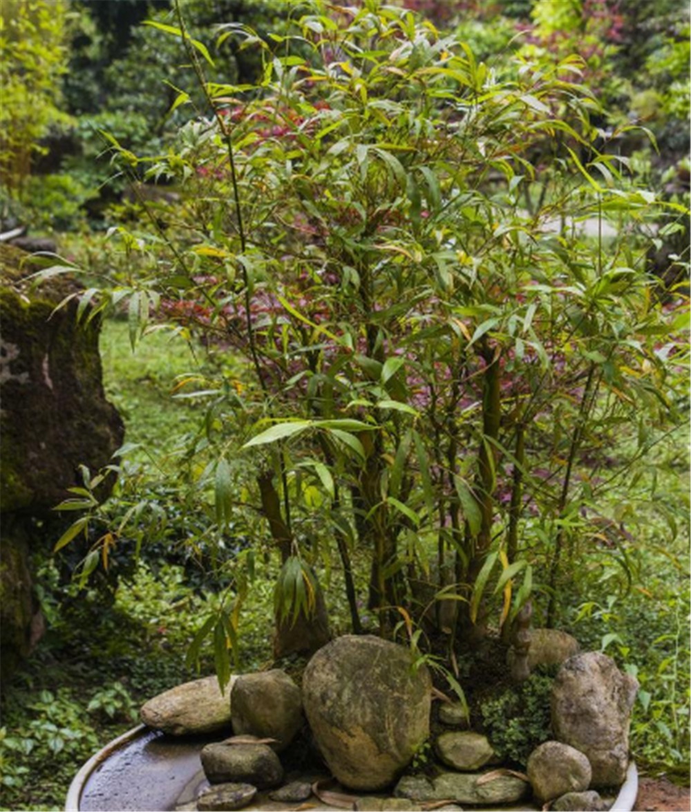 清明时节挖“野竹”,带回家“6步”做盆景,能“医俗”,可聚灵
