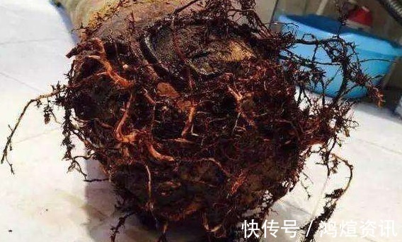 垃圾桶旁边一堆快死的花,到底该不该捡悄悄拎回家赚大发了