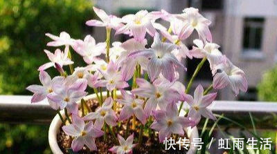 新手|此花卉漂亮,美如莲花,花期长花量大,最好养,懒人新手盆栽佳品