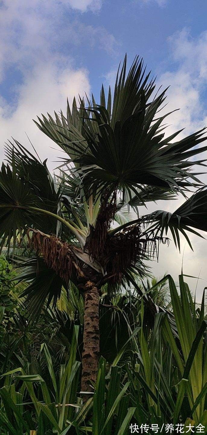 文殊兰$佛教“五树六花”,适合养在家里,凝神静心特养人