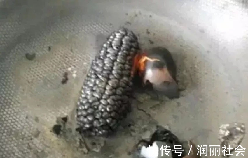 谋杀|熊孩子:麻麻竟给我吃这些东西,她是想要谋杀我,我该怎么办呢?