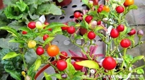 盆栽|家里种上这6种盆栽蔬菜,不长虫不用药,一年到头都吃不完!