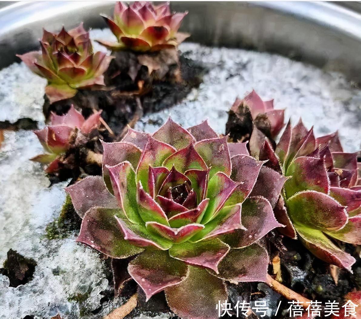 19种常见花“耐寒能力”一览表,天冷要不要“入室”,看看就知道