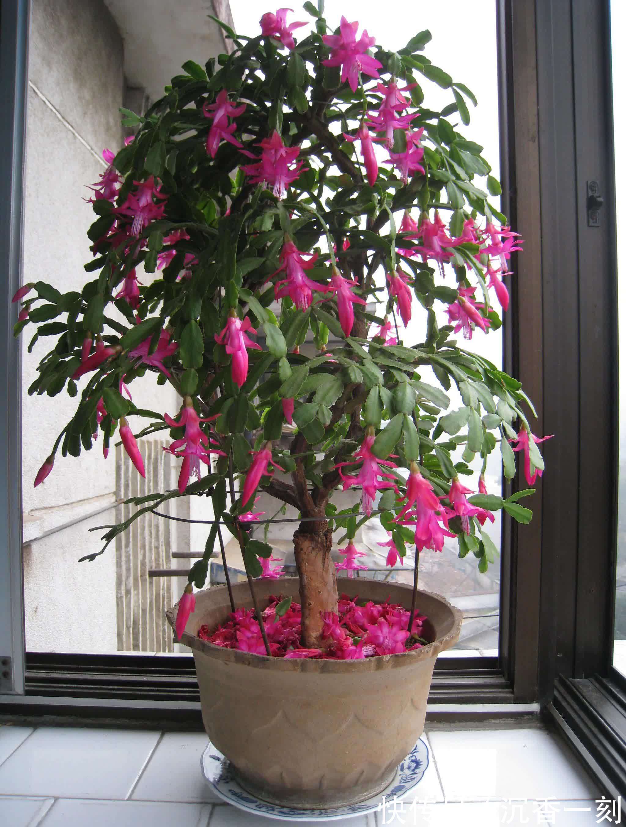 蟹爪兰|真假蟹爪兰,十有八九会认错,“嫁给”仙人掌后,统统开成花大树