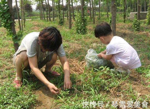 痛风|农村3种野菜,酒精肝、痛风、高血压的人要多吃!